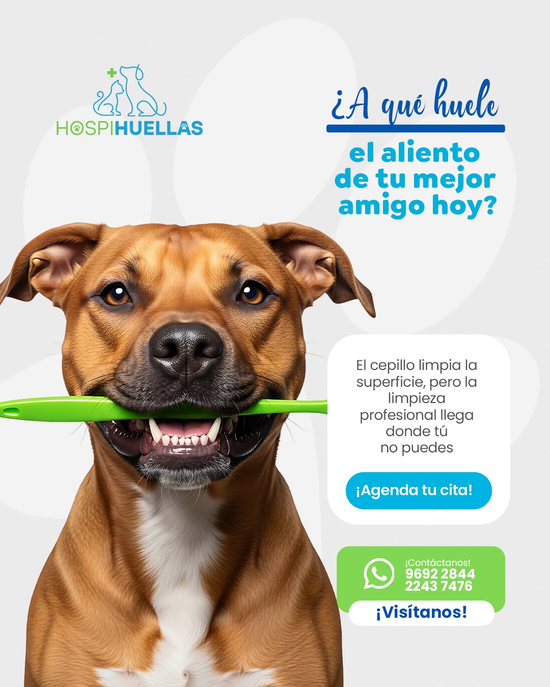 Atención veterinaria personalizada